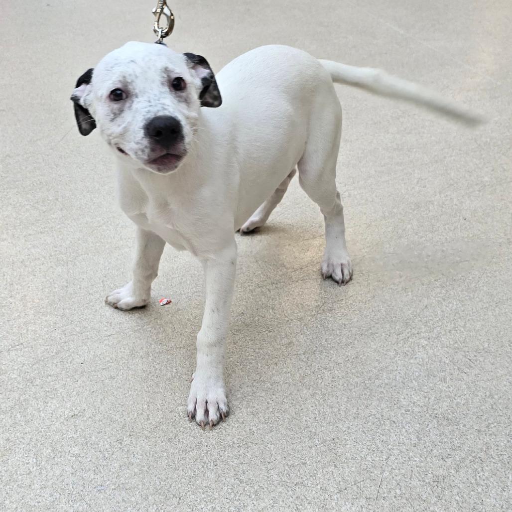 Cookie Monster, a Adoptable mixed breed in Evansville, IN image 4/6