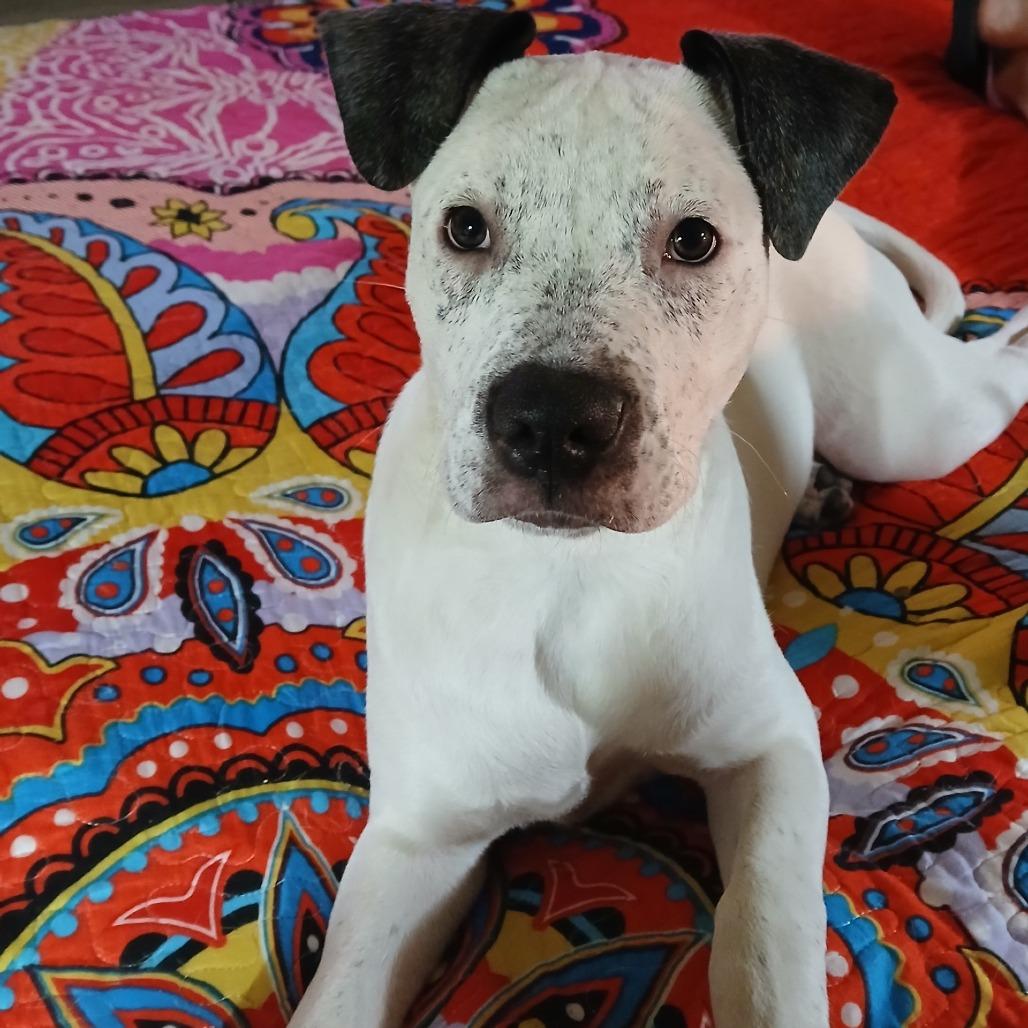 Cookie Monster, a Adoptable mixed breed in Evansville, IN image 5/6