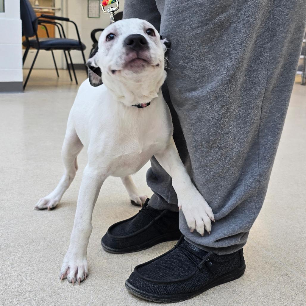 Cookie Monster, a Adoptable mixed breed in Evansville, IN image 6/6