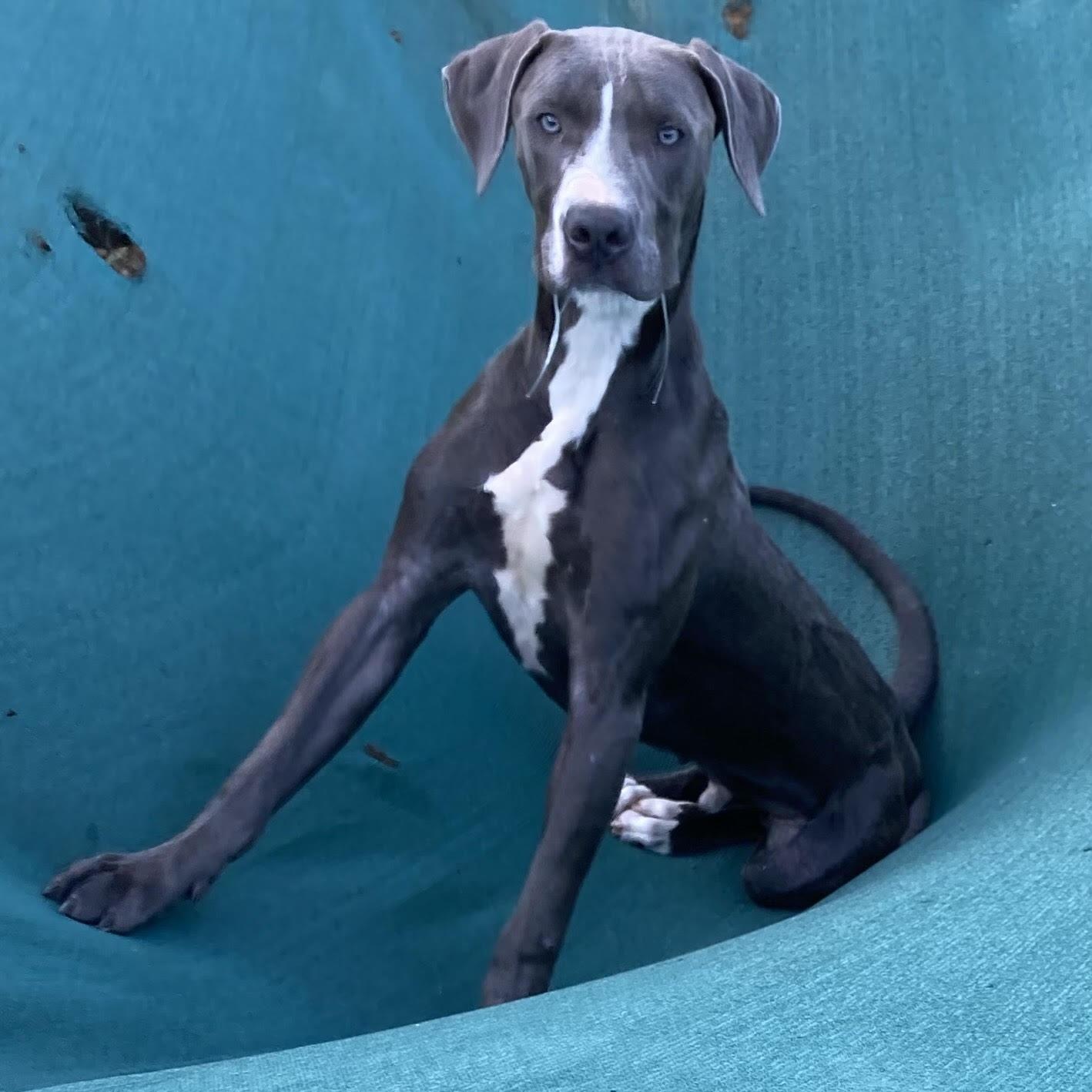 Enlarge Charlie, a Adopted mixed breed in Silver Spring, MD image 1/1