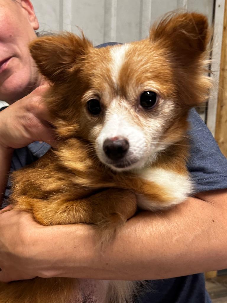 Enlarge Chica, a Adopted Pomeranian in Peru, NY image 1/1