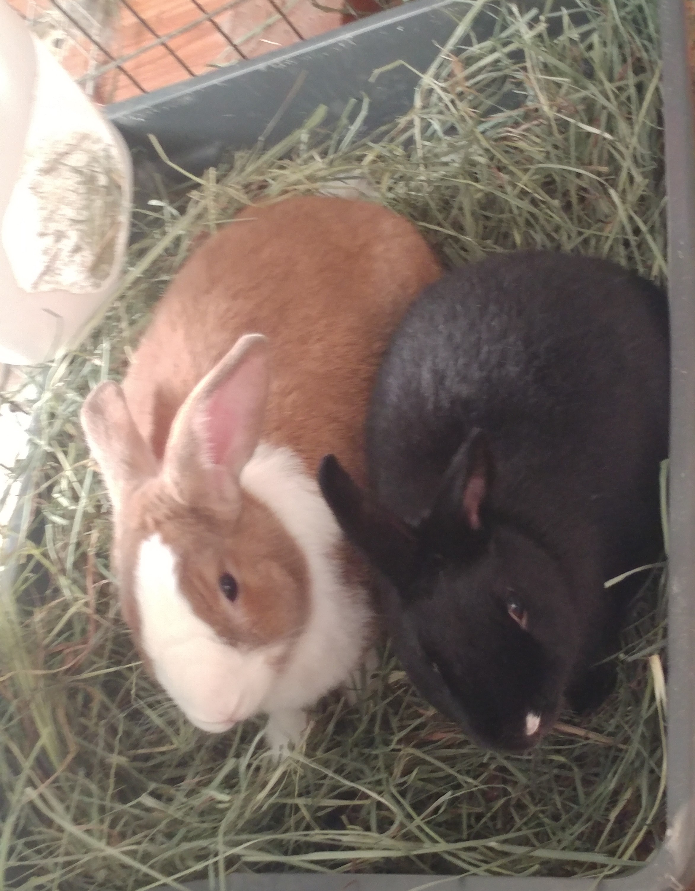 Enlarge Jessica & Jess, a Adoptable Dutch in Lake Elsinore, CA image 1/3