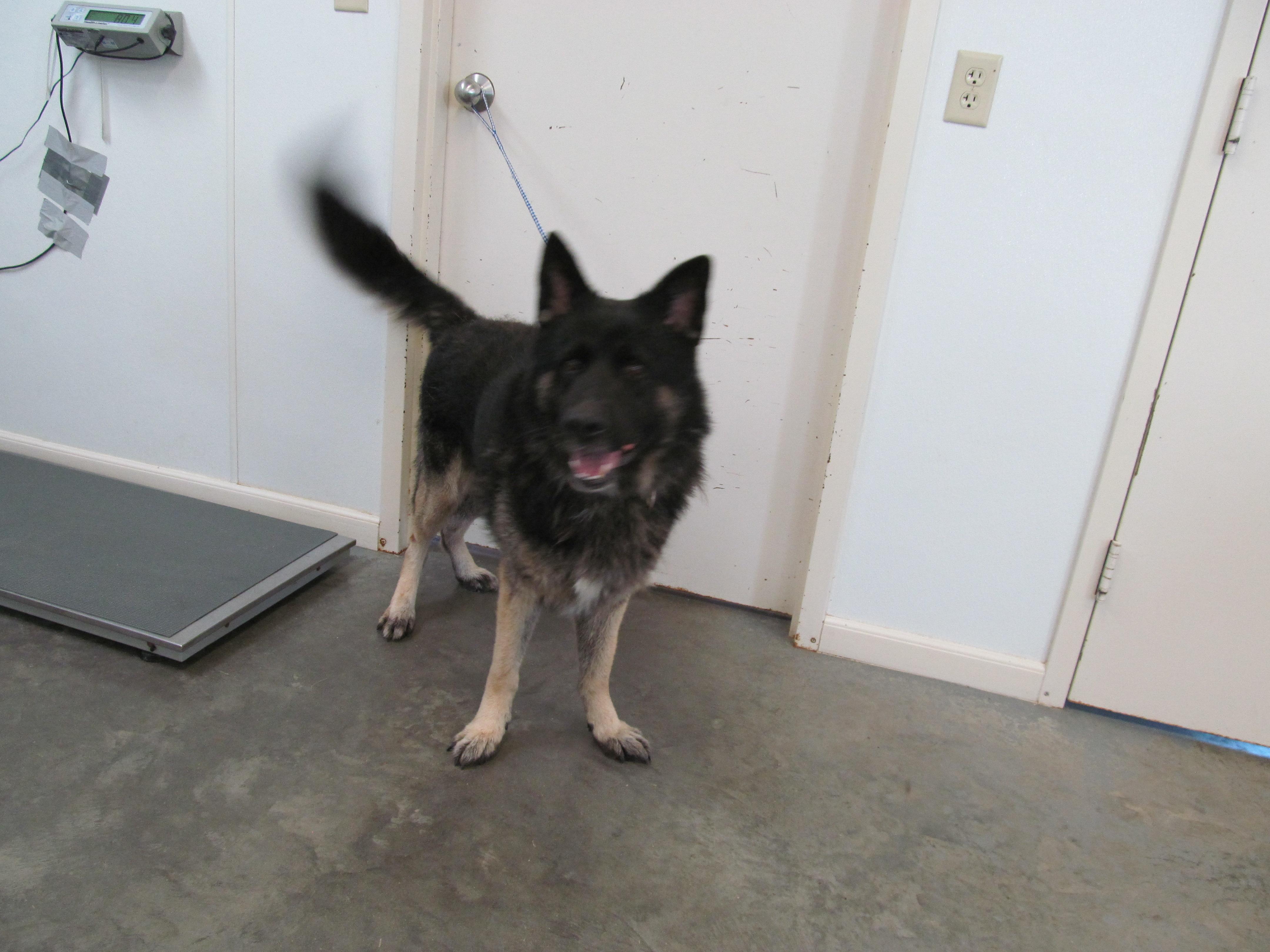 Zeus, an adoptable German Shepherd Dog Mix in Corpus Christi, TX_image-1
