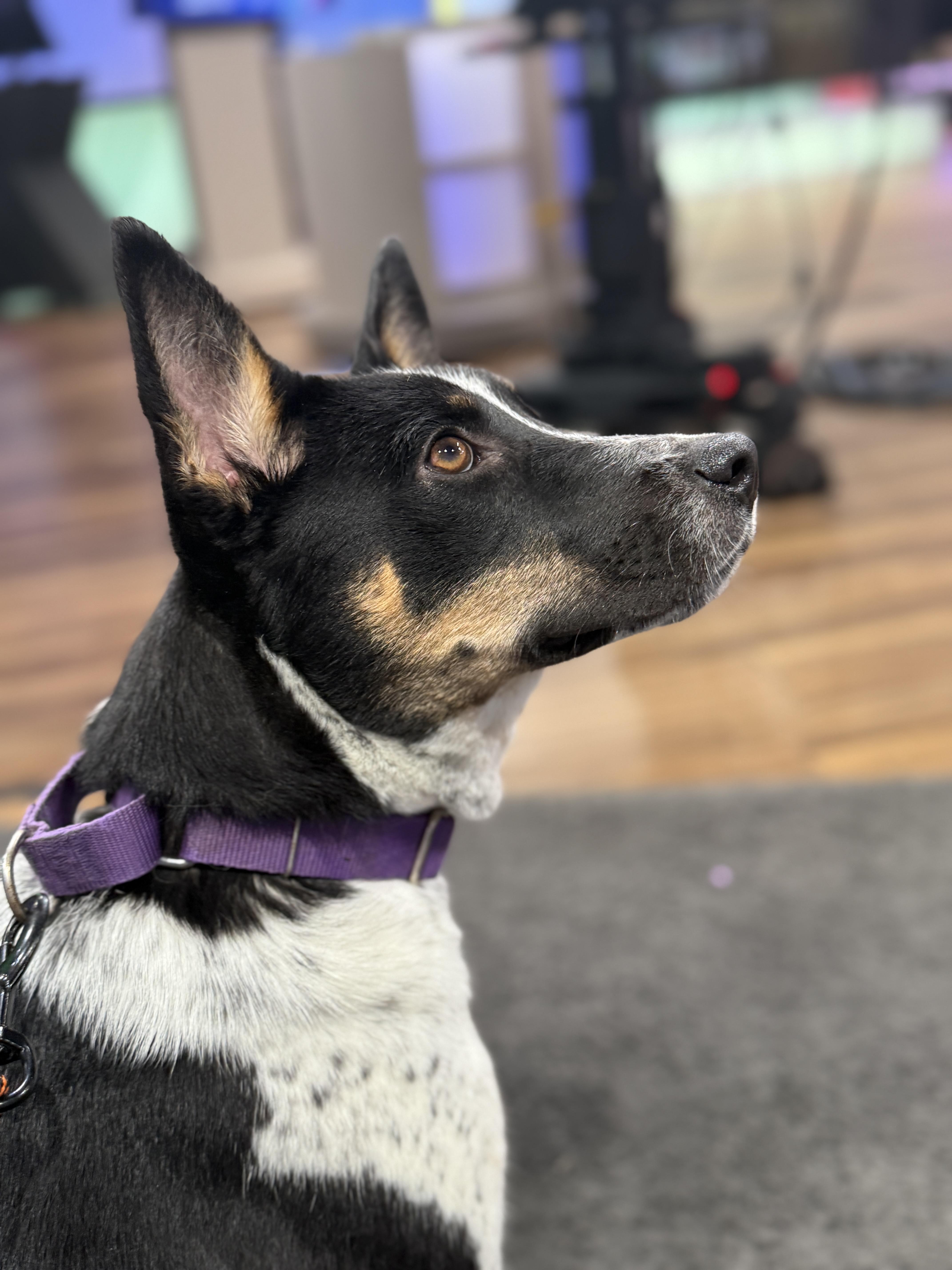 Enlarge Kika, a Adoptable mixed breed in Springfield, MO image 4/5