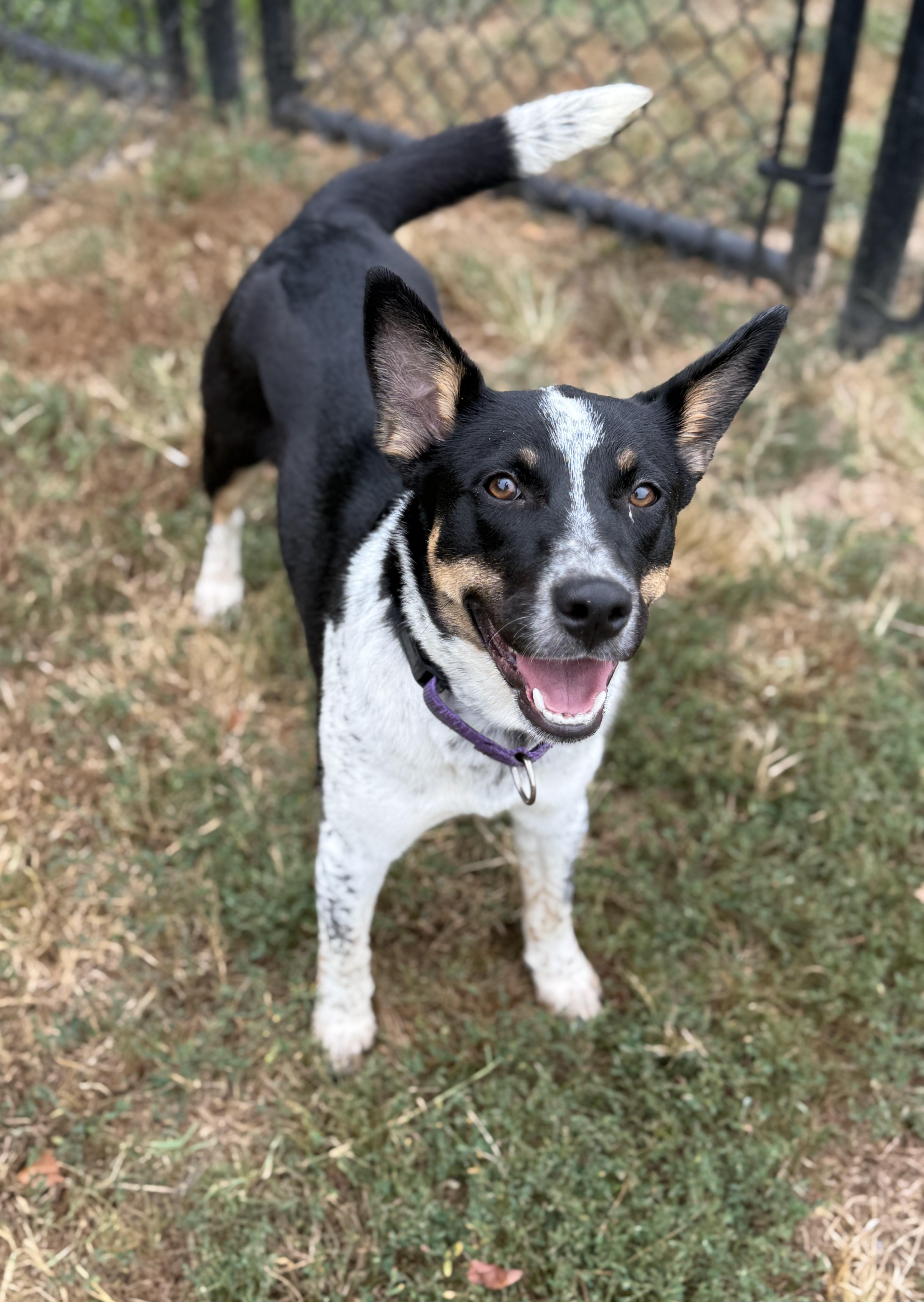 Enlarge Kika, a Adoptable mixed breed in Springfield, MO image 1/5