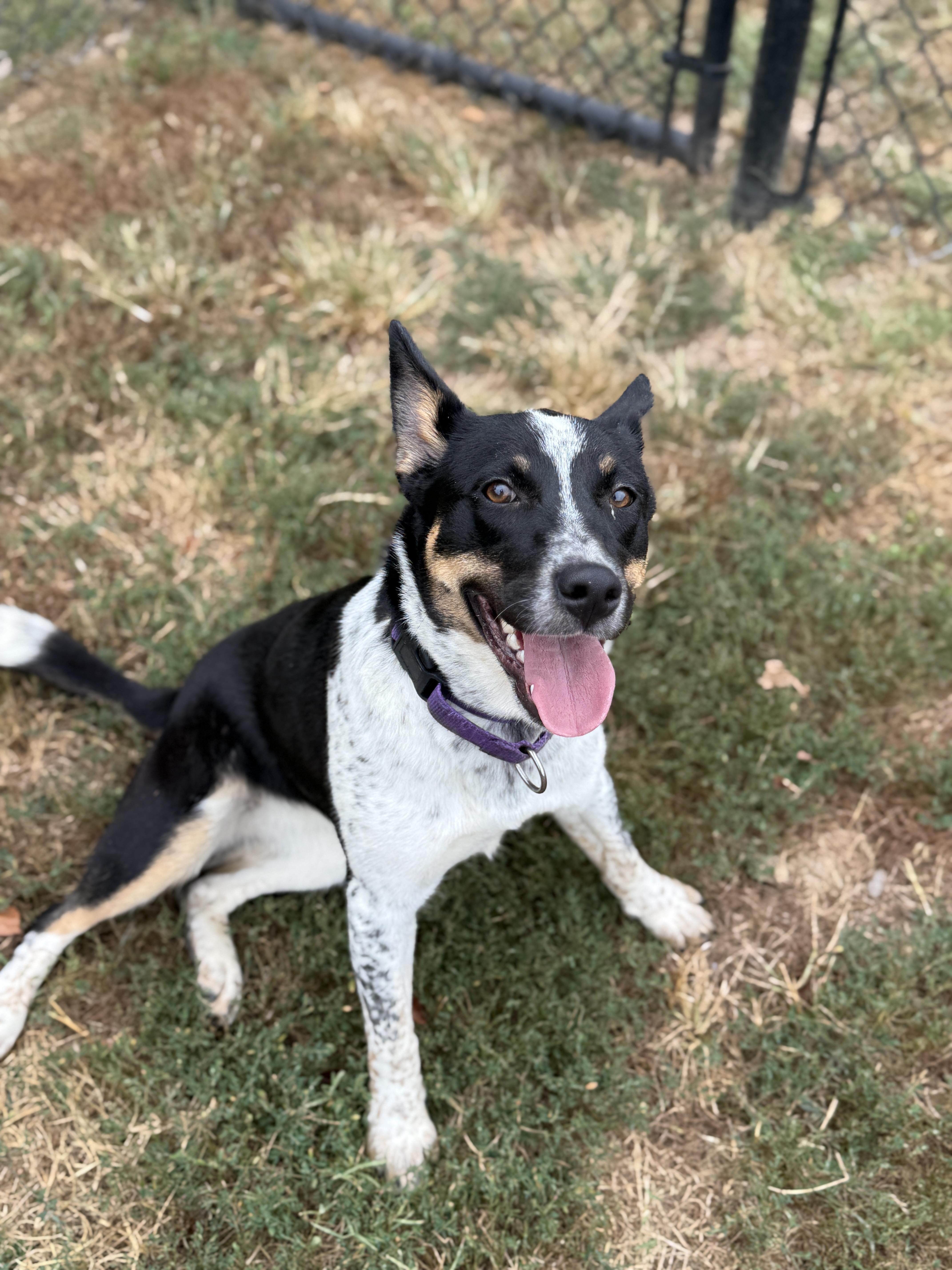 Enlarge Kika, a Adoptable mixed breed in Springfield, MO image 2/5