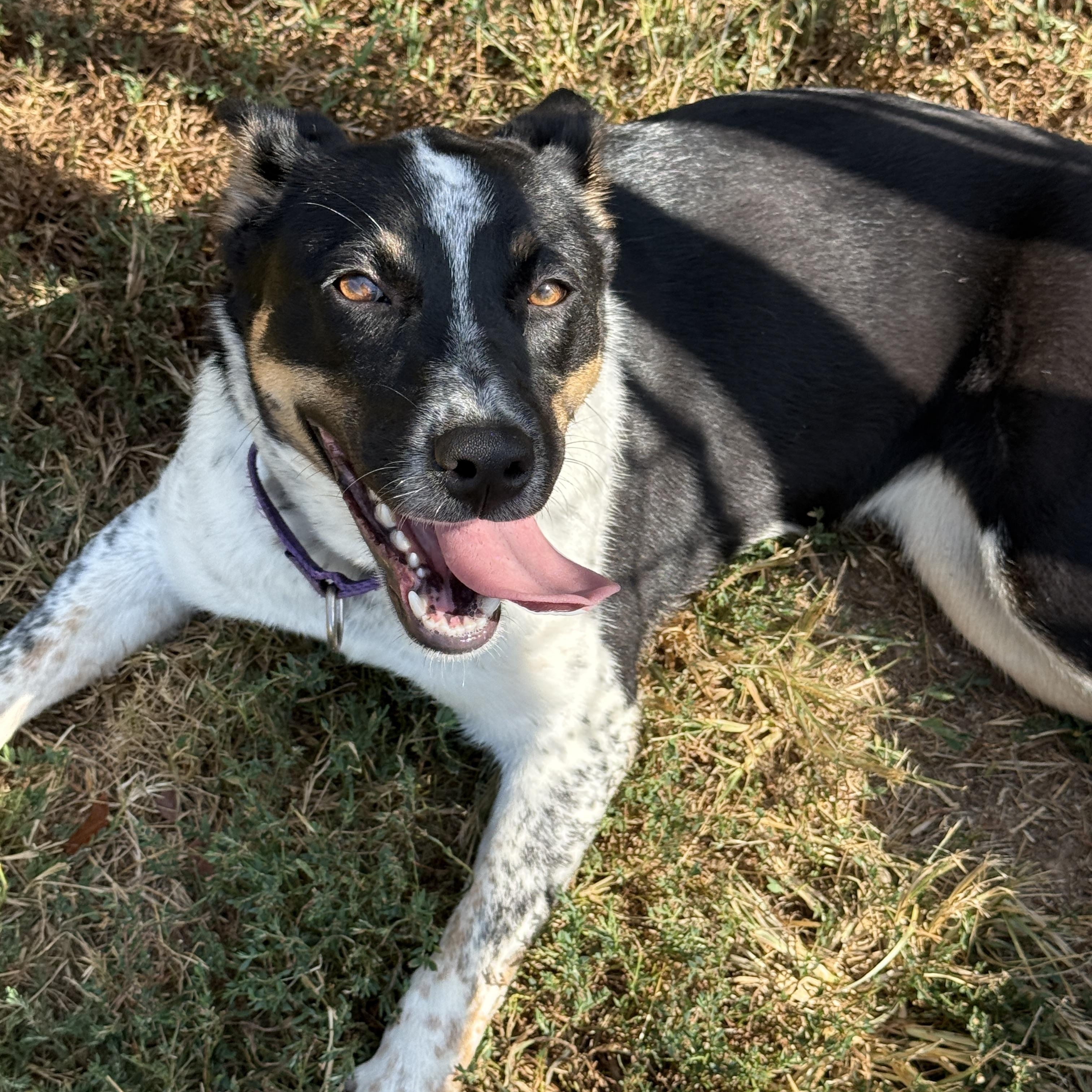 Enlarge Kika, a Adoptable mixed breed in Springfield, MO image 5/5