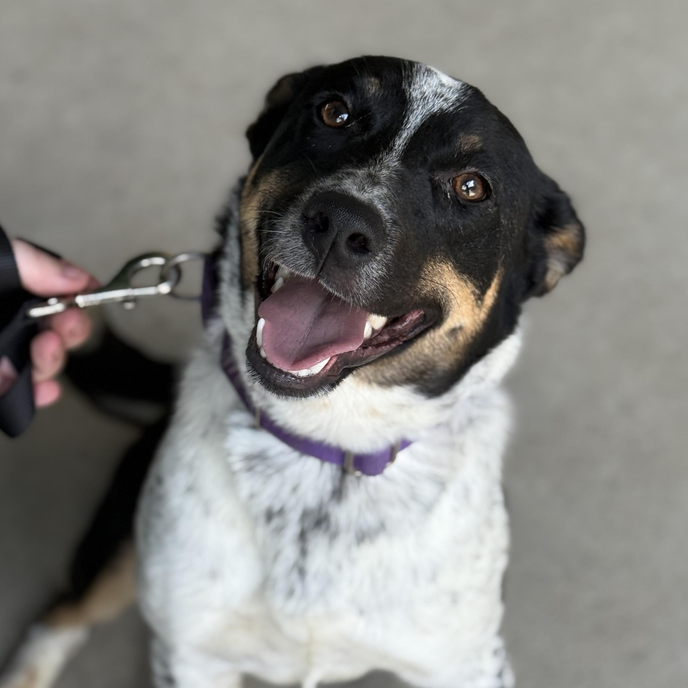 Enlarge Kika, a Adoptable mixed breed in Springfield, MO image 3/5