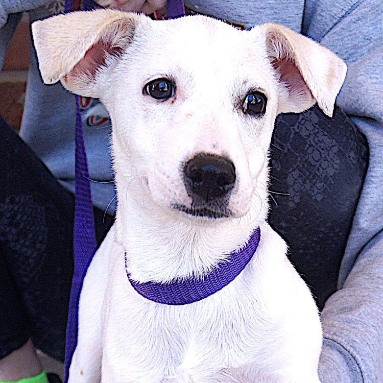 Lilly, adoptable, Young Female Labrador Retriever.