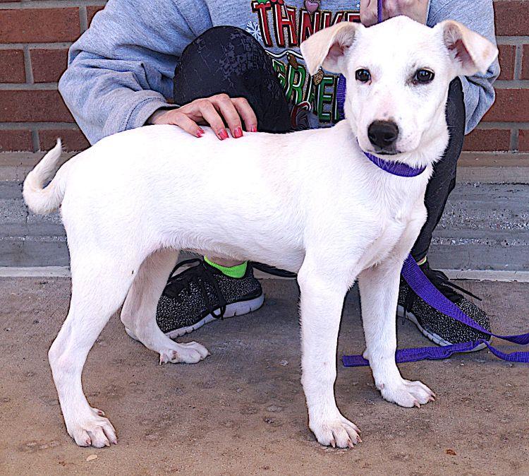 Enlarge Lilly, an adoptable mixed breed in Carrollton, TX image 2/2