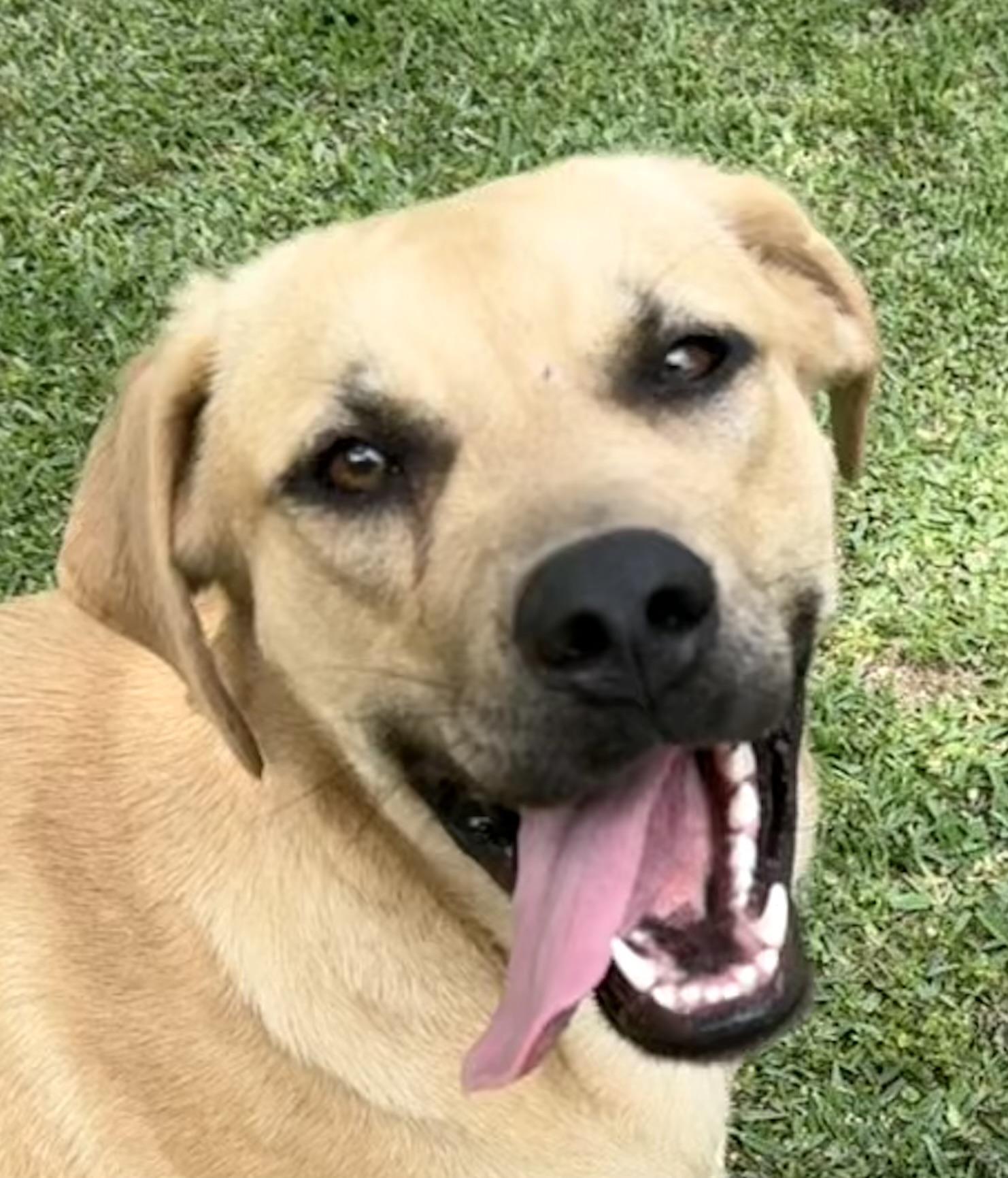 Enlarge Elsa, a ADOPTABLE mixed breed in Ransomville, NY image 2/6