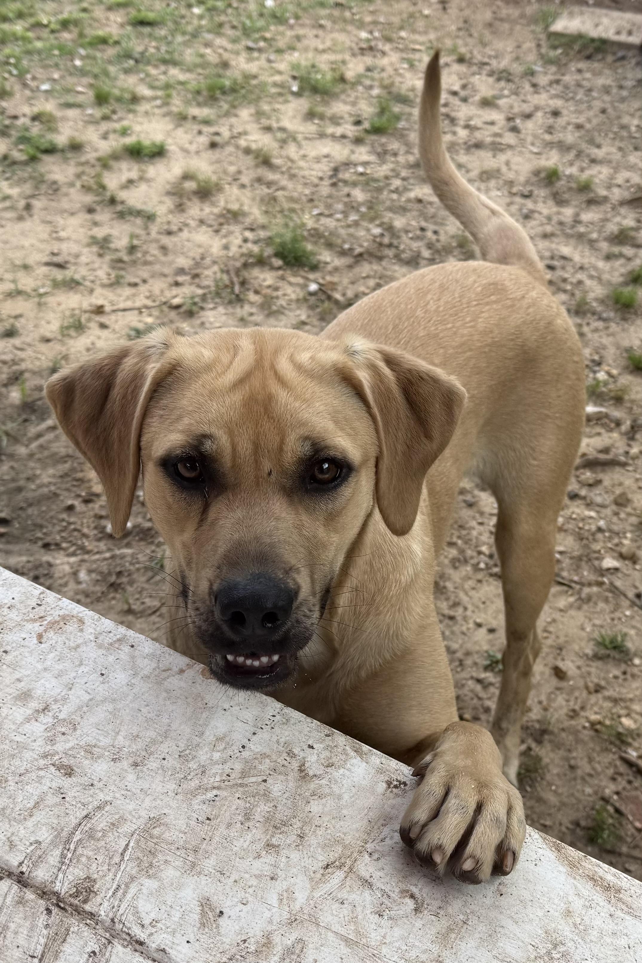 Enlarge Elsa, a ADOPTABLE mixed breed in Ransomville, NY image 5/6