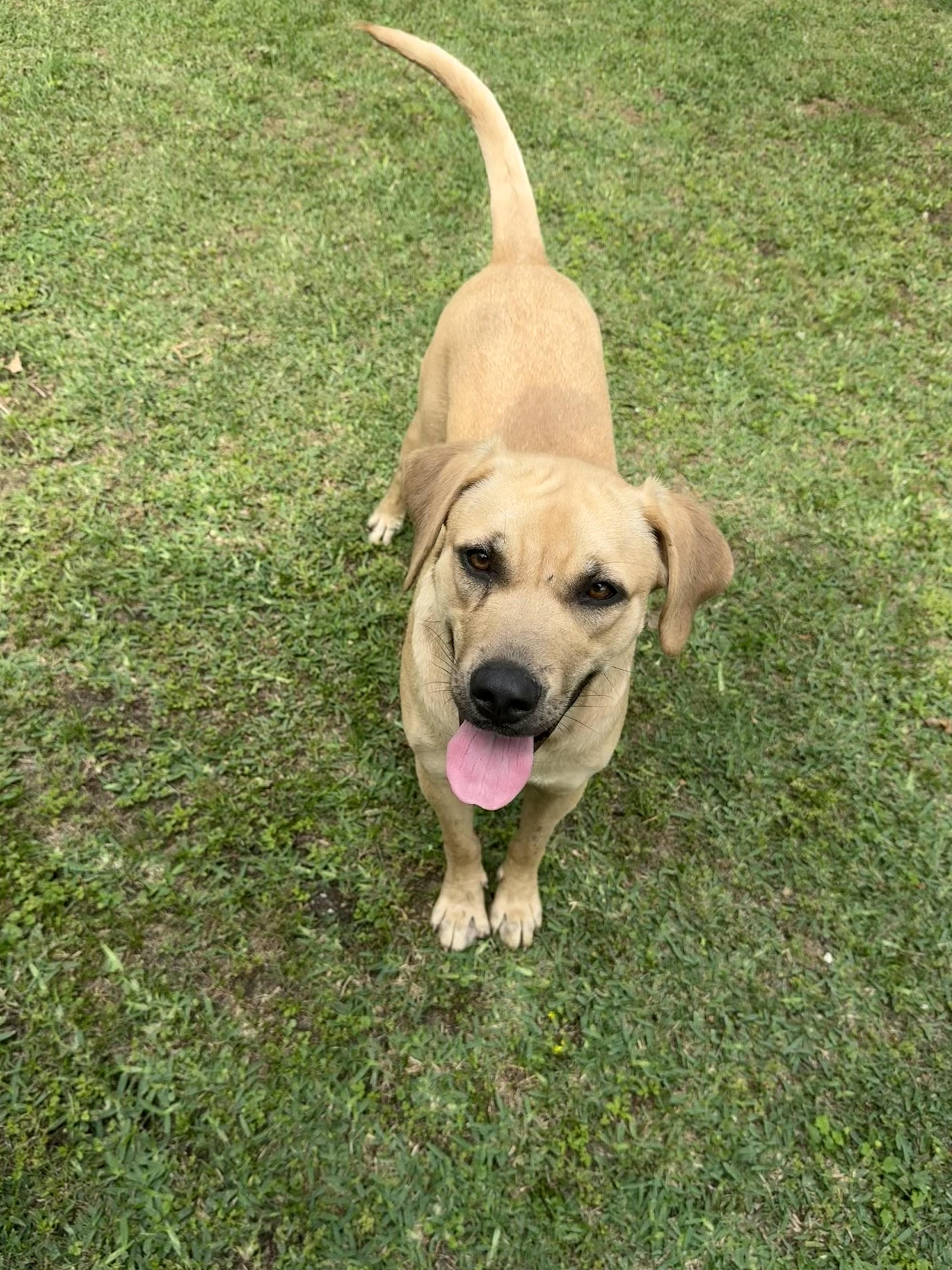 Enlarge Elsa, a ADOPTABLE mixed breed in Ransomville, NY image 3/6