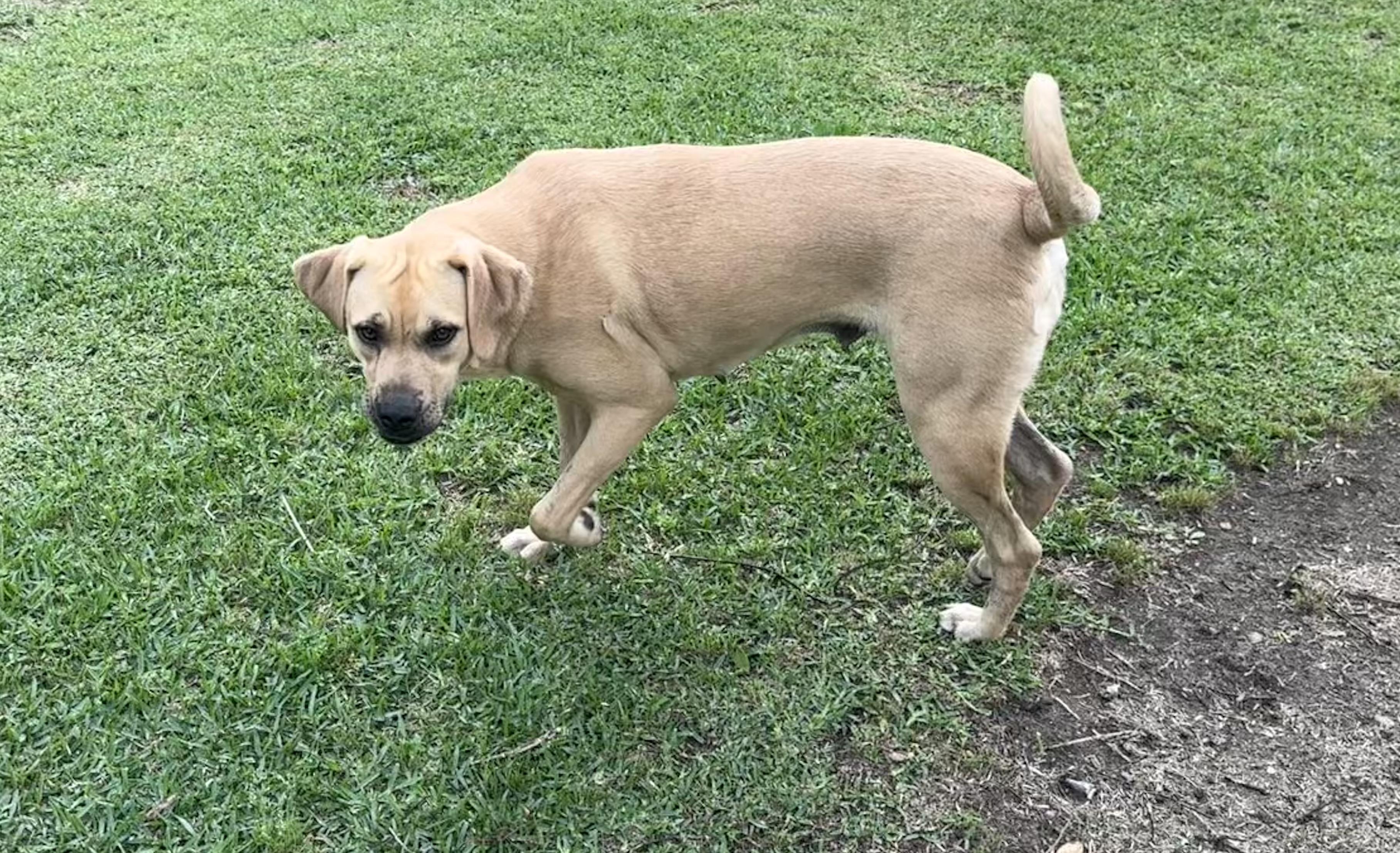 Enlarge Elsa, a ADOPTABLE mixed breed in Ransomville, NY image 4/6