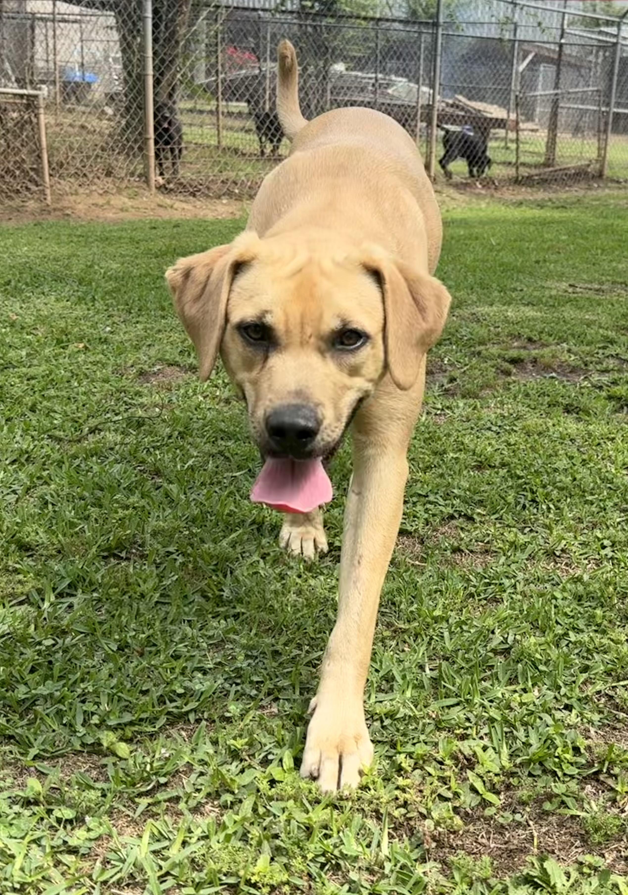 Enlarge Elsa, a ADOPTABLE mixed breed in Ransomville, NY image 6/6