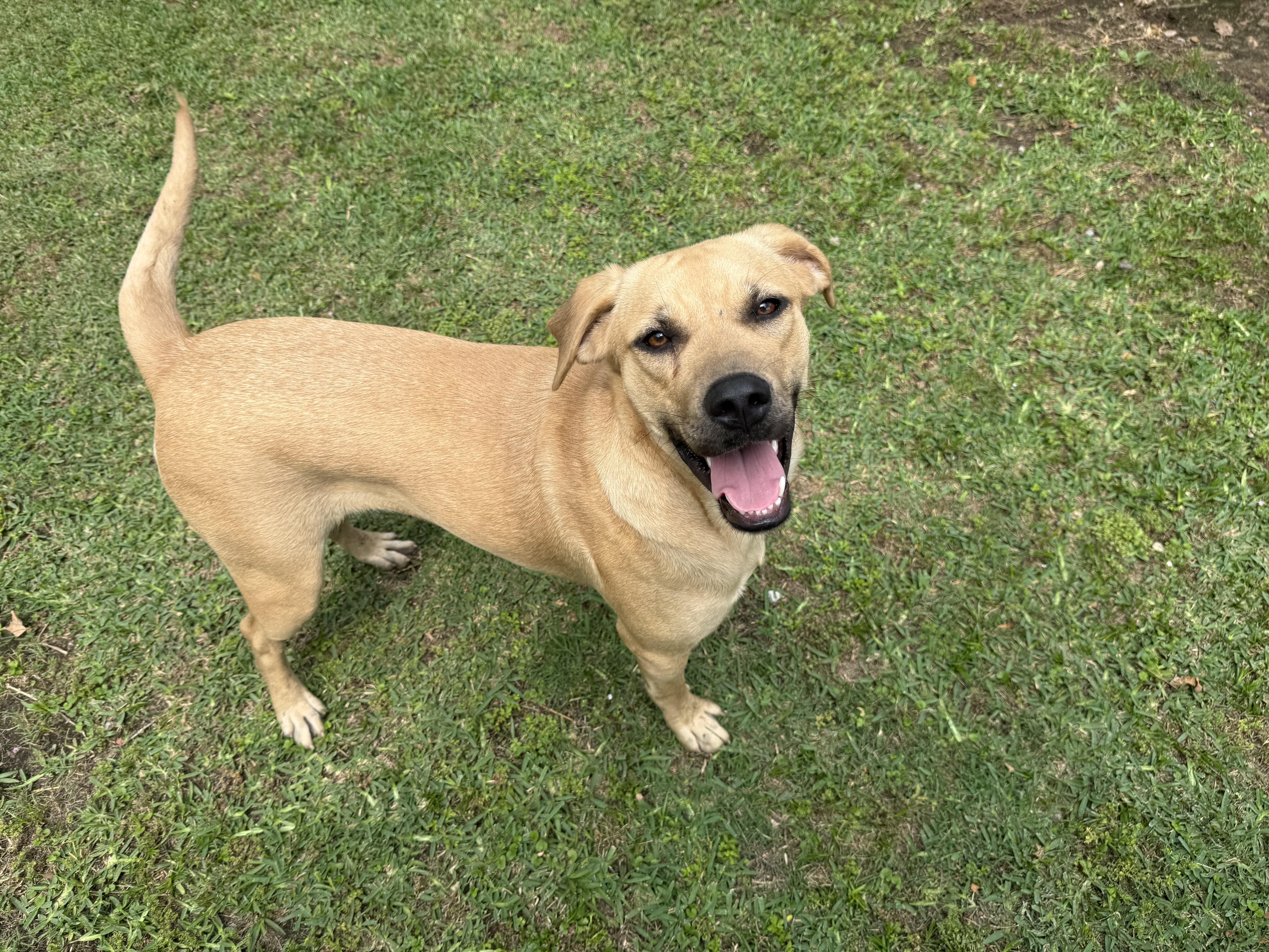 Enlarge Elsa, a ADOPTABLE mixed breed in Ransomville, NY image 1/6