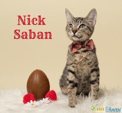 Enlarge Nick Saban, a Adoptable mixed breed in Fairhope, AL image 1/1