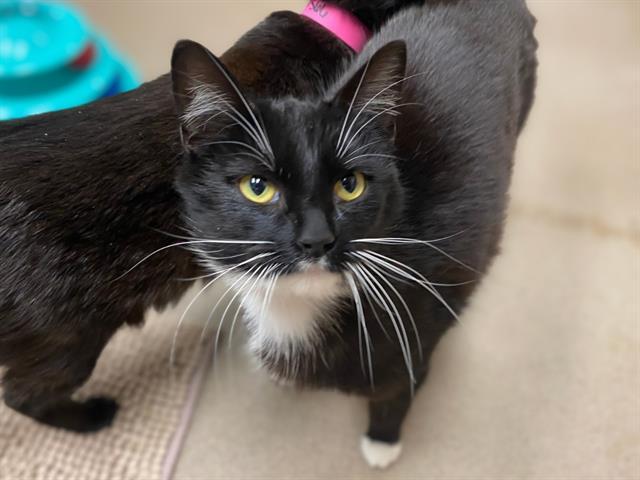 JULIA, Adoptable, Young Female Domestic Short Hair.