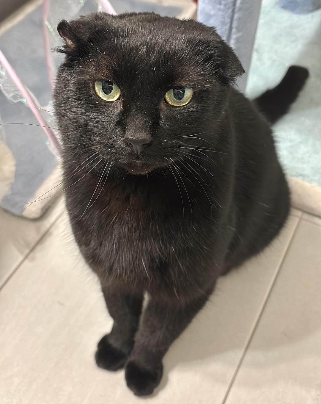 Bruiser, a ADOPTABLE Domestic Short Hair in Toronto, ON image 4/6