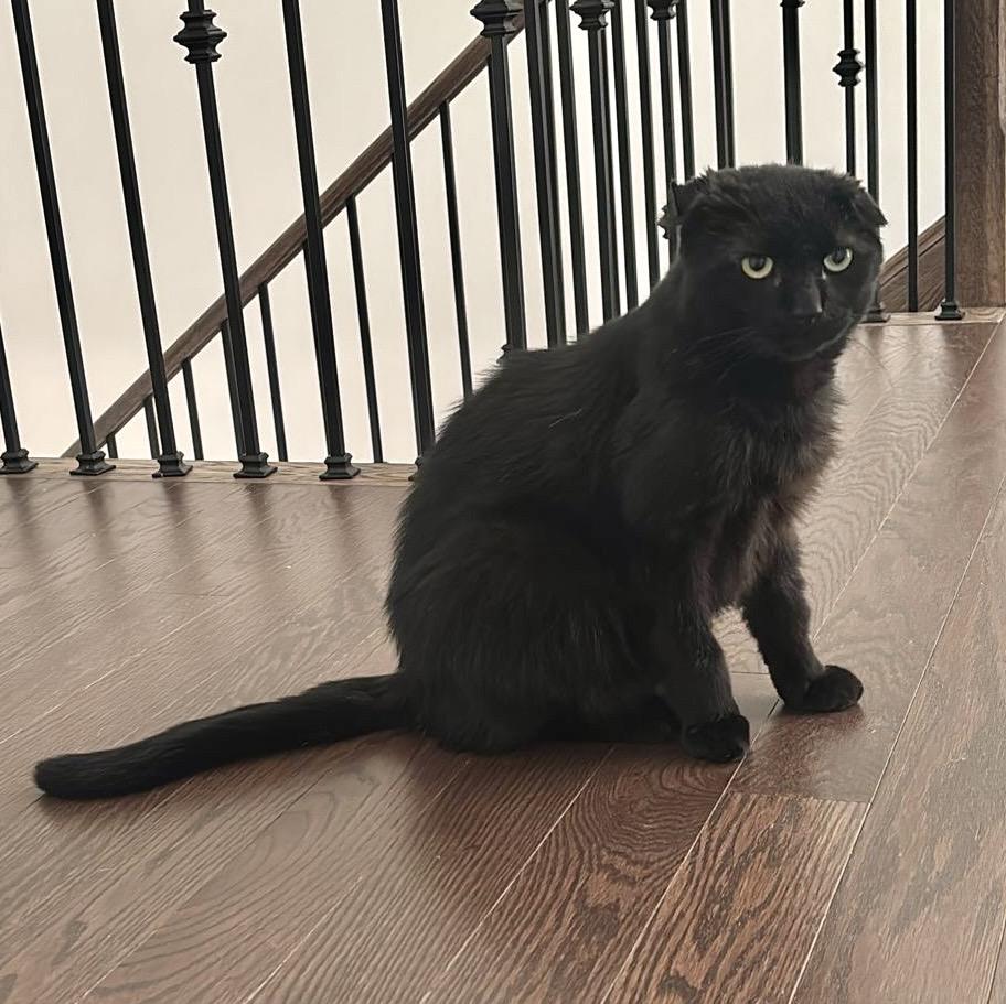 Enlarge Bruiser, a ADOPTABLE Domestic Short Hair in Toronto, ON image 1/6