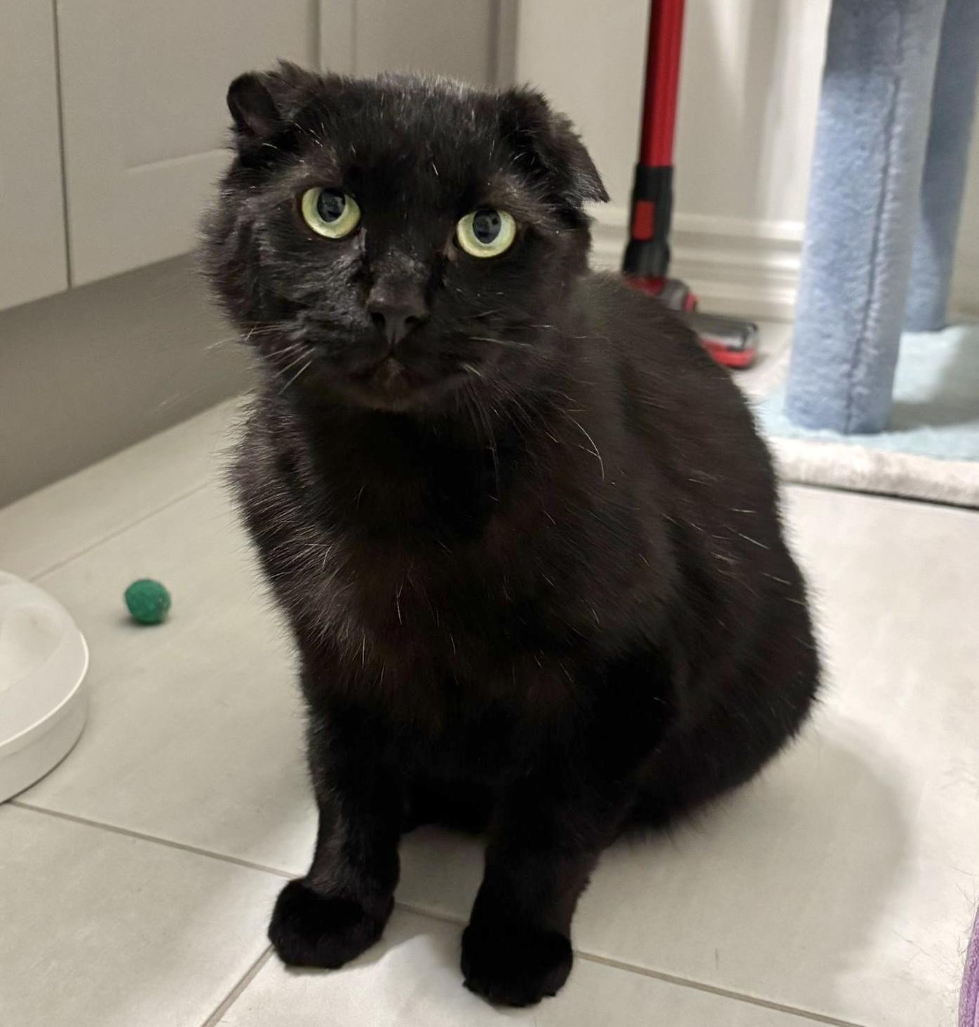 Enlarge Bruiser, a ADOPTABLE Domestic Short Hair in Toronto, ON image 3/6