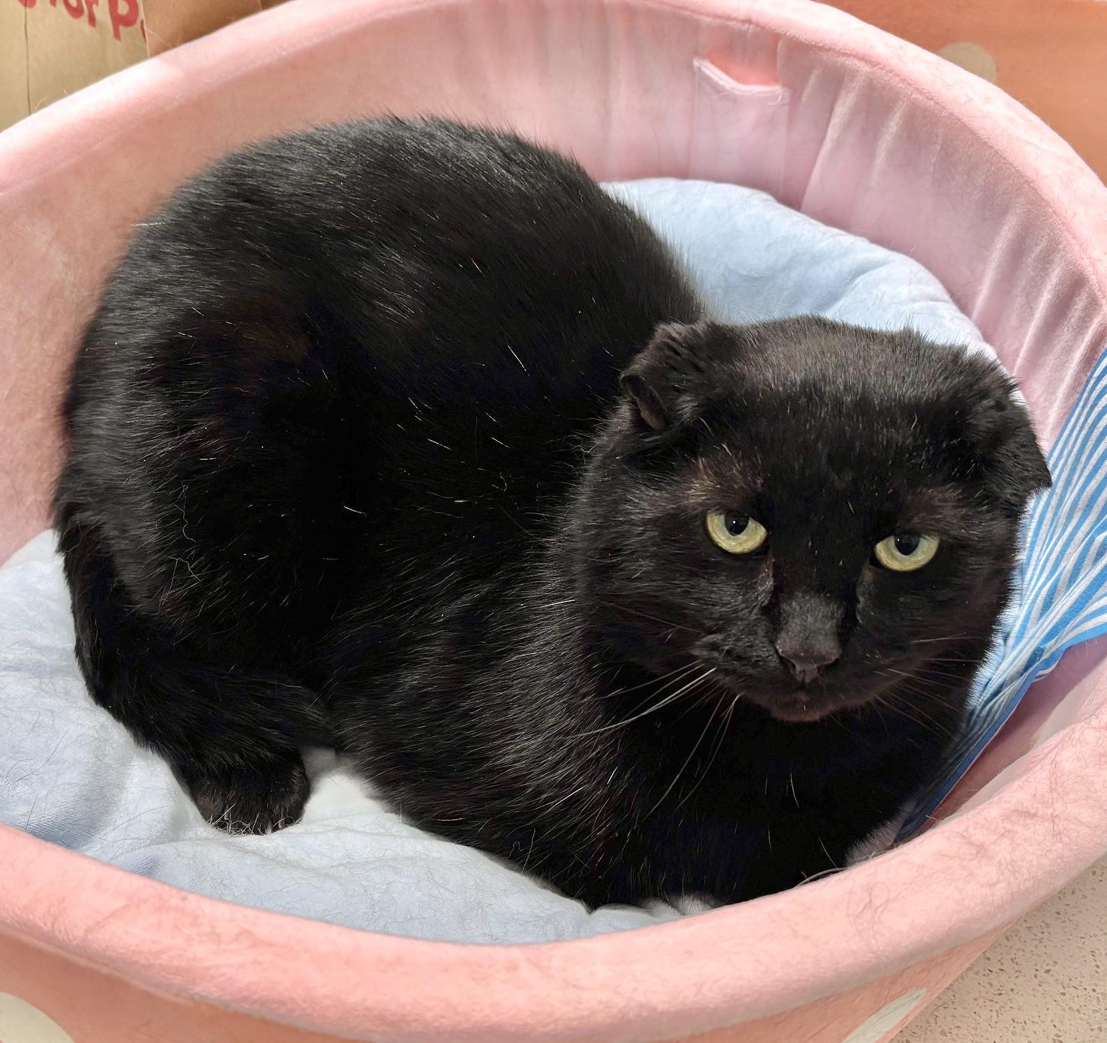 Bruiser, a ADOPTABLE Domestic Short Hair in Toronto, ON image 5/6