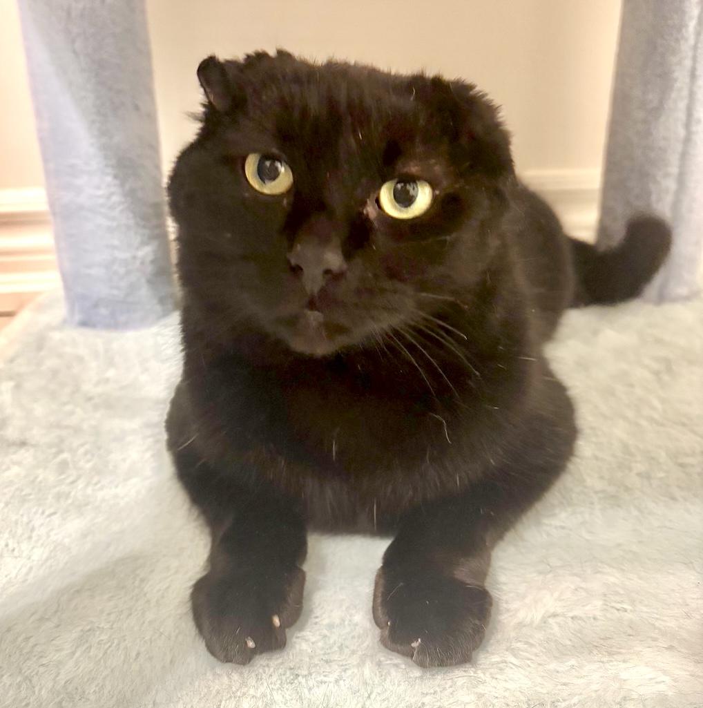 Bruiser, a ADOPTABLE Domestic Short Hair in Toronto, ON image 1/6