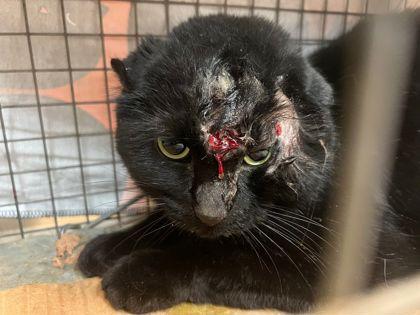 Bruiser, a ADOPTABLE Domestic Short Hair in Toronto, ON image 2/6