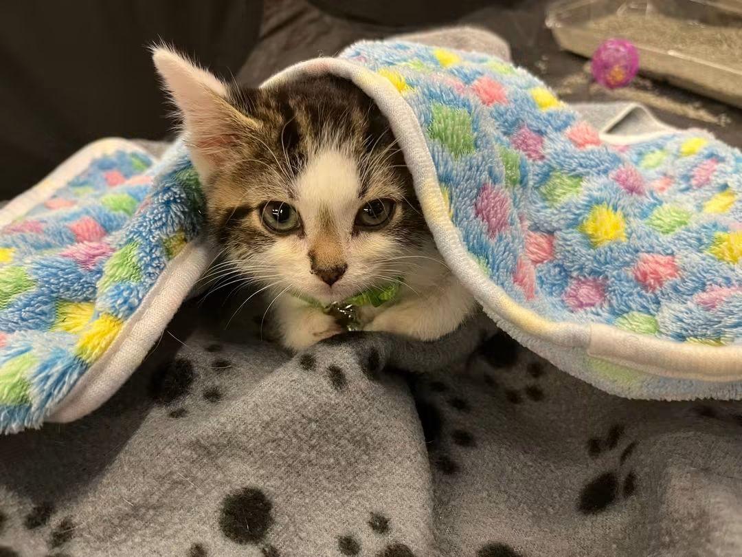 Waylon, Adoptable, Young Male Domestic Medium Hair.