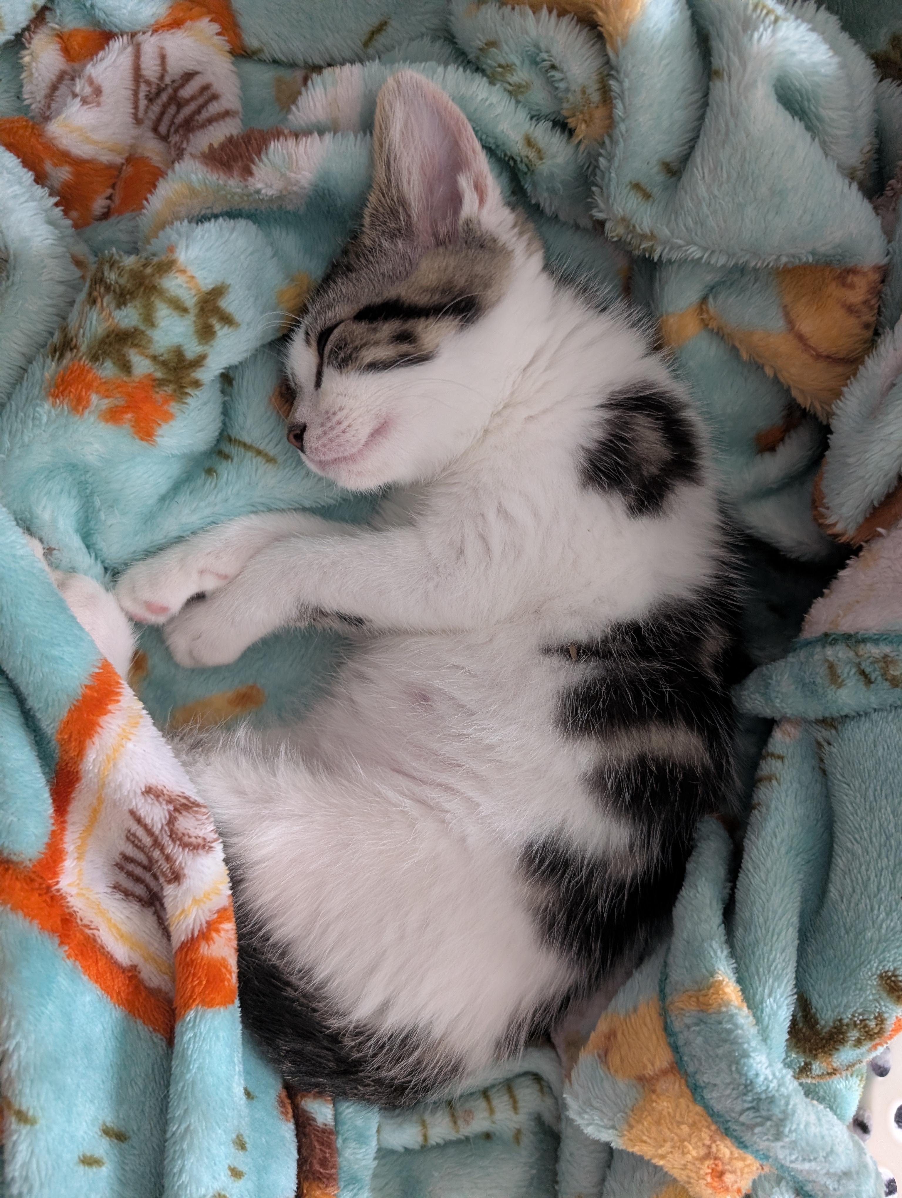 Enlarge Waylon, a Adoptable Domestic Medium Hair in Alexander, NY image 3/3
