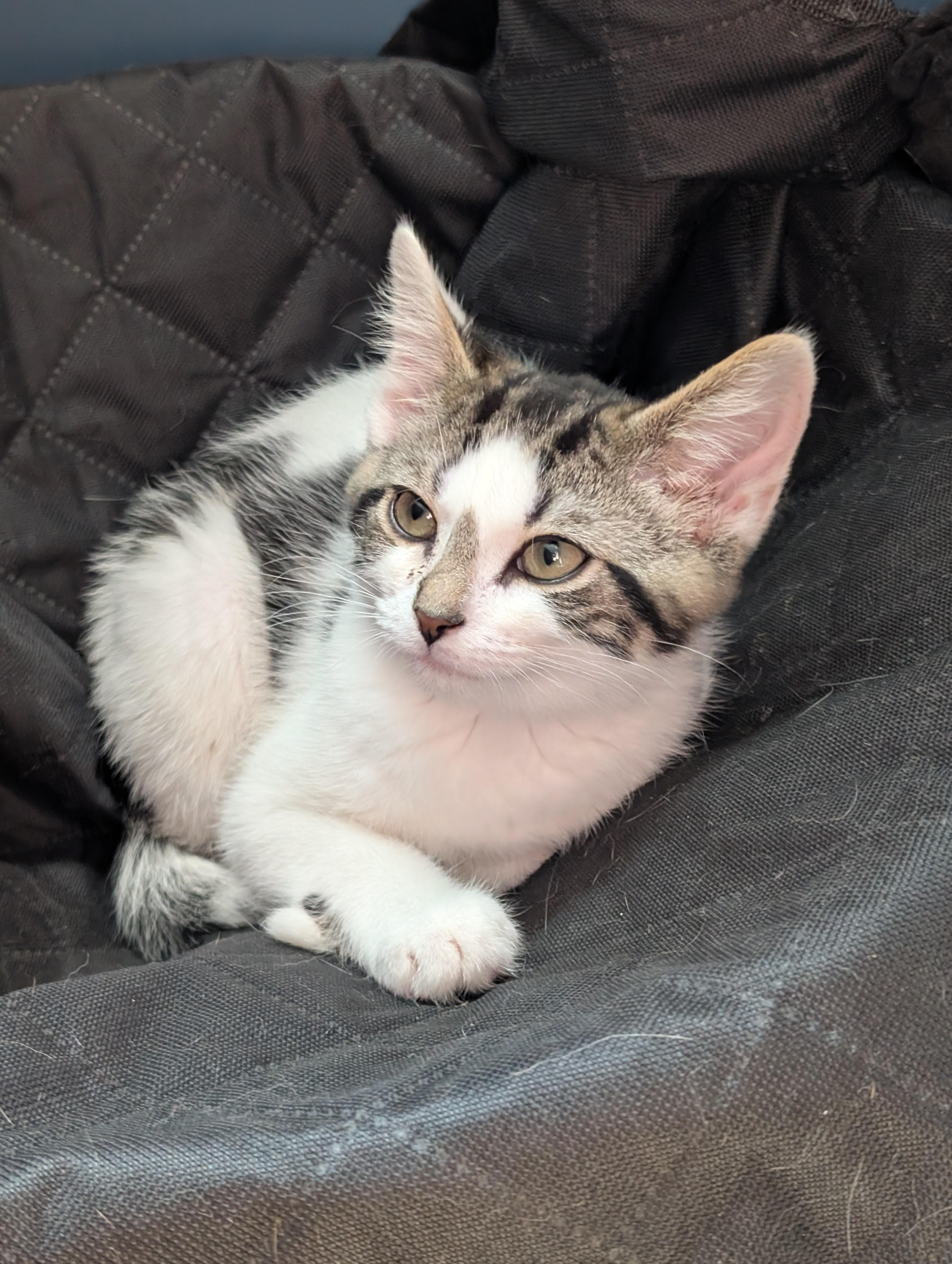 Enlarge Waylon, a Adoptable Domestic Medium Hair in Alexander, NY image 2/3