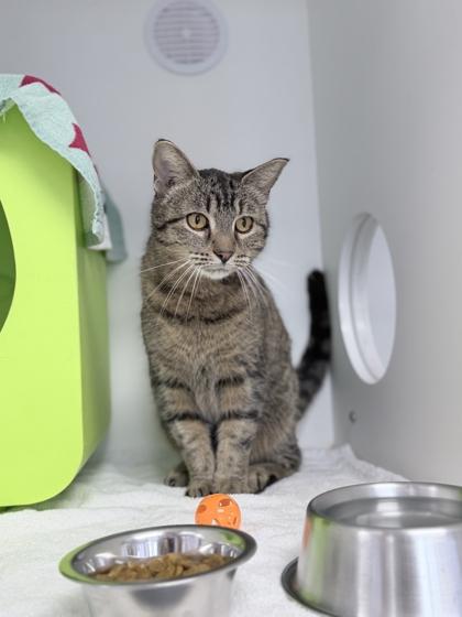 Enlarge Peanut, a Adoptable mixed breed in Gwinn, MI image 1/1