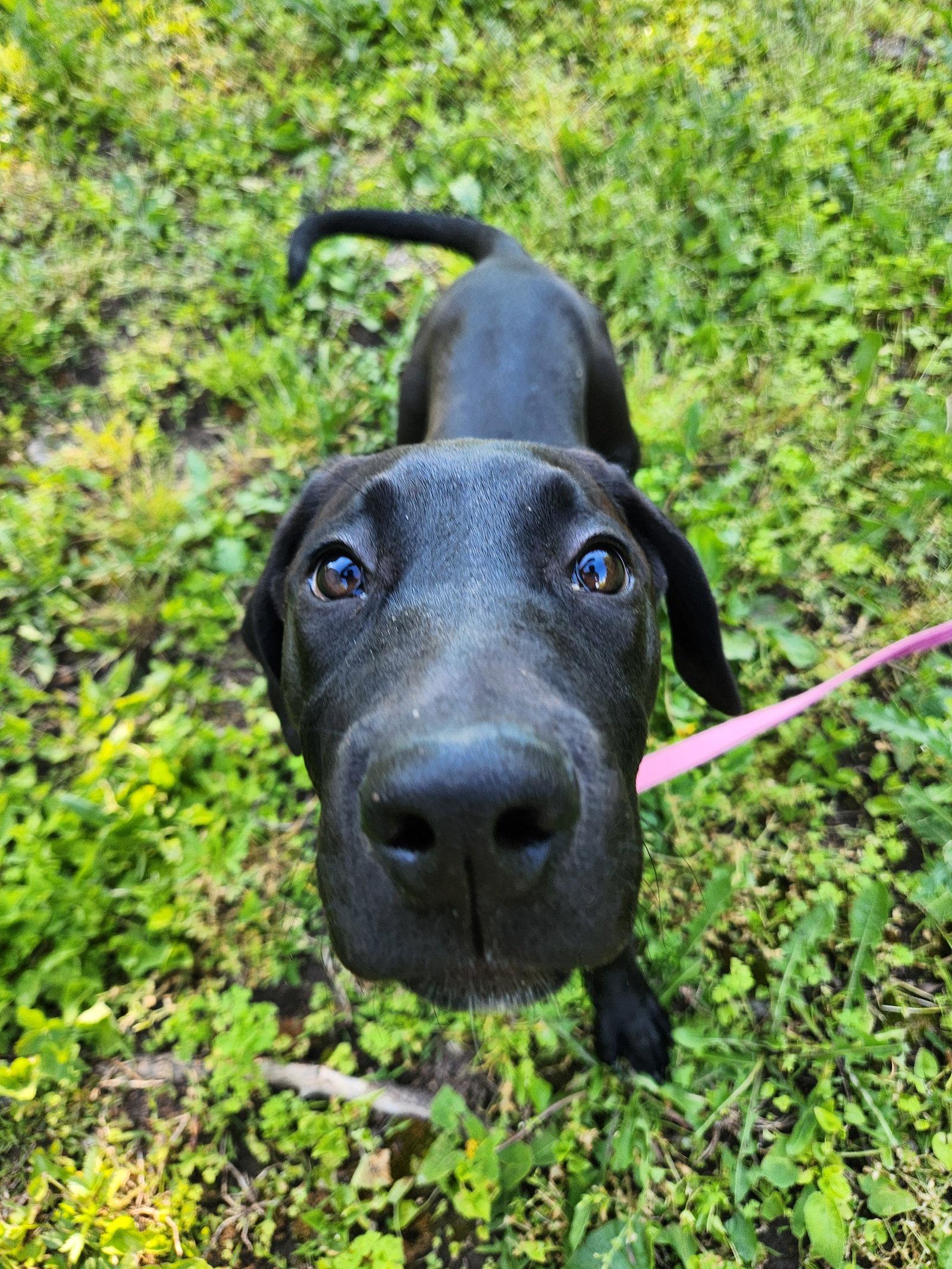 Ember, a Adoptable mixed breed in New London, WI image 2/3