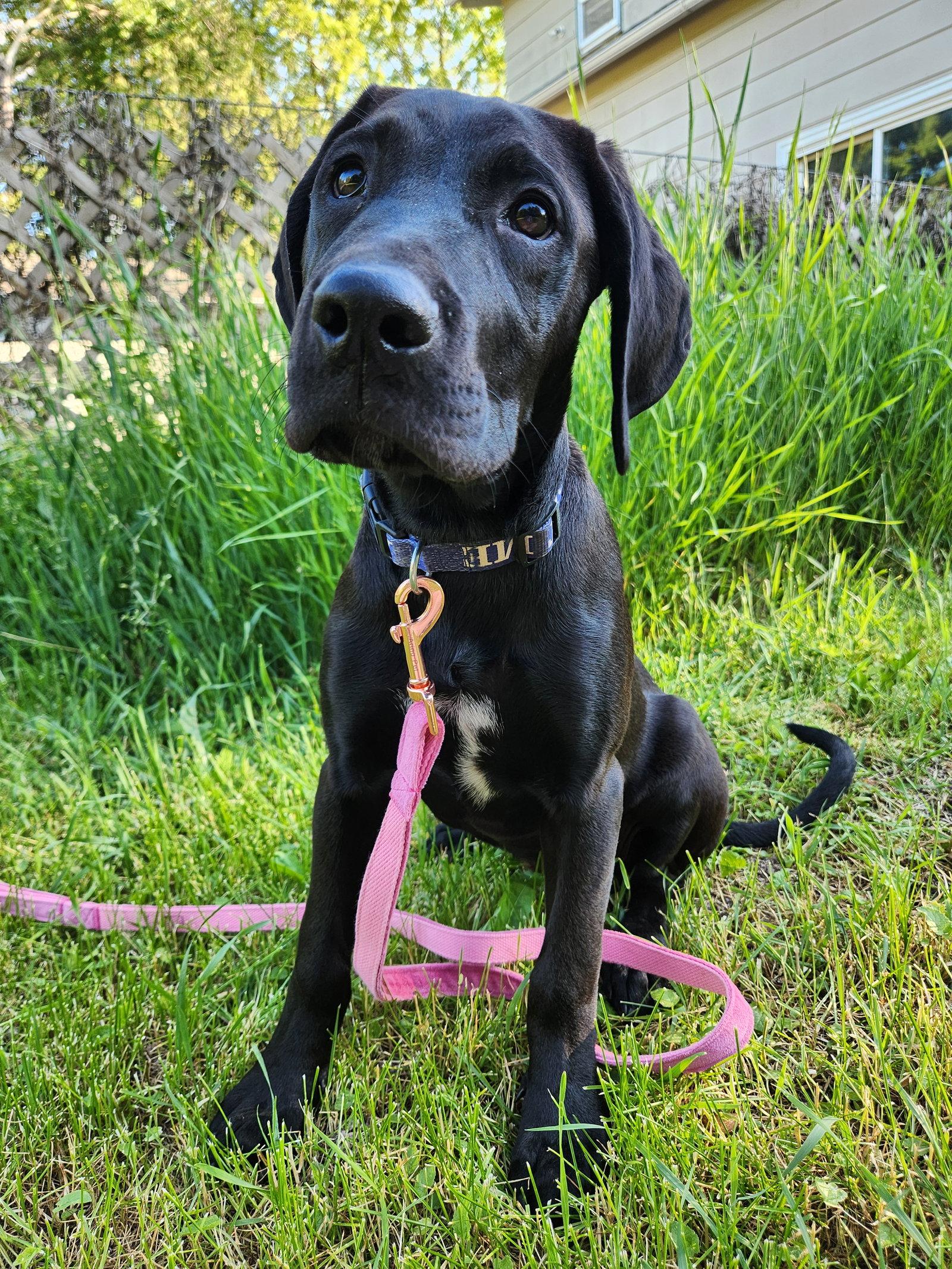 Ember, a Adoptable mixed breed in New London, WI image 3/3