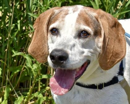 Cooper, Adoptable, Adult Male Bluetick Coonhound & Mixed Breed.