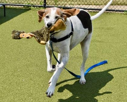 Enlarge Cooper, a Adoptable mixed breed in West Seneca, NY image 2/3