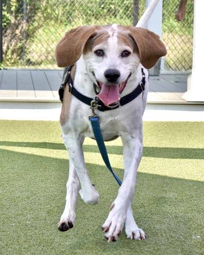 Enlarge Cooper, a Adoptable mixed breed in West Seneca, NY image 3/3
