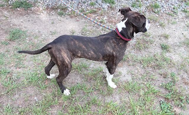 Lucky, sweet little 7mo Boxer mix puppy