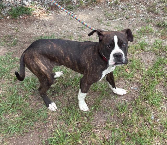 Lucky, sweet little 7mo Boxer mix puppy