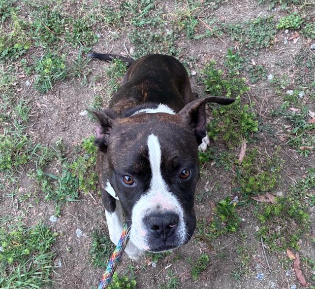 Lucky, sweet little 7mo Boxer mix puppy