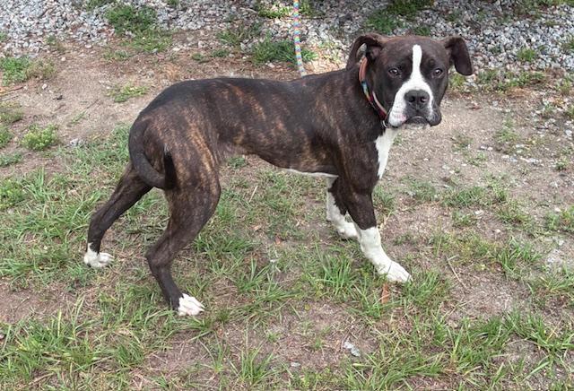 Lucky, sweet little 7mo Boxer mix puppy