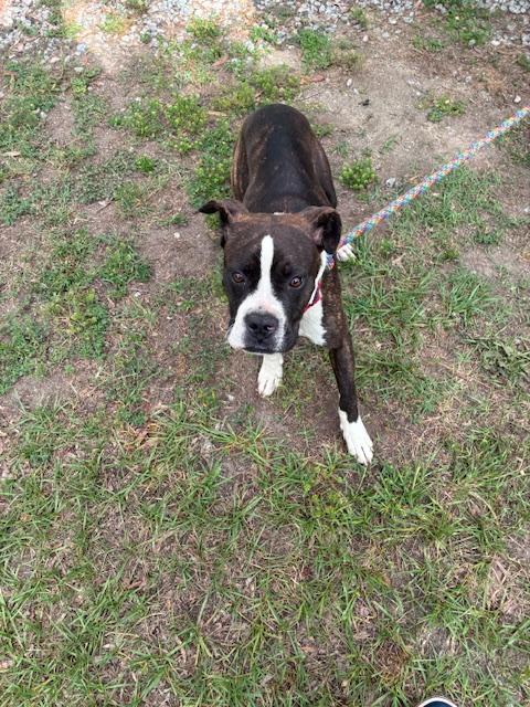 Lucky, sweet little 7mo Boxer mix puppy