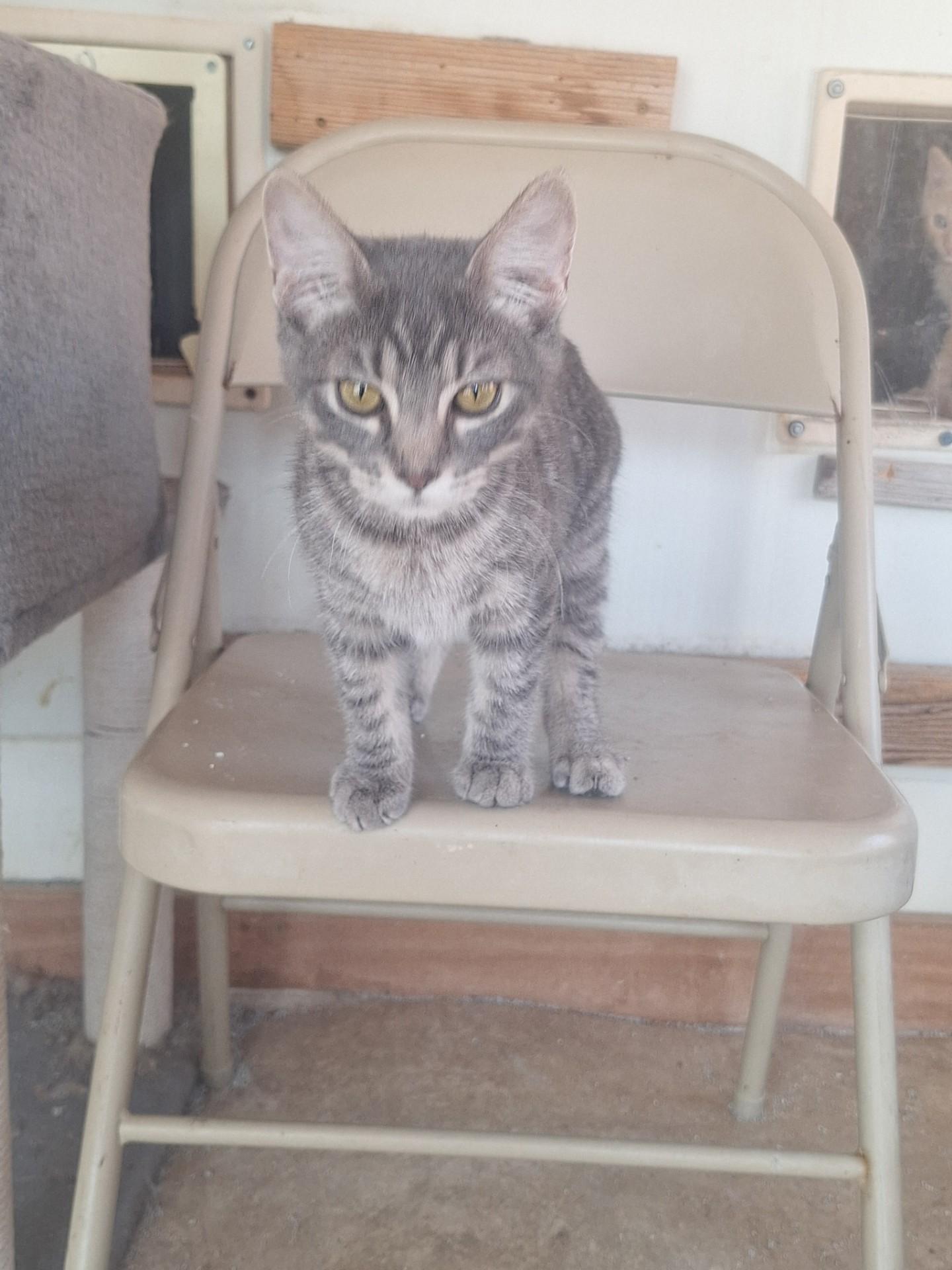 Thumbelina, adopted, Kitten Female Domestic Short Hair.