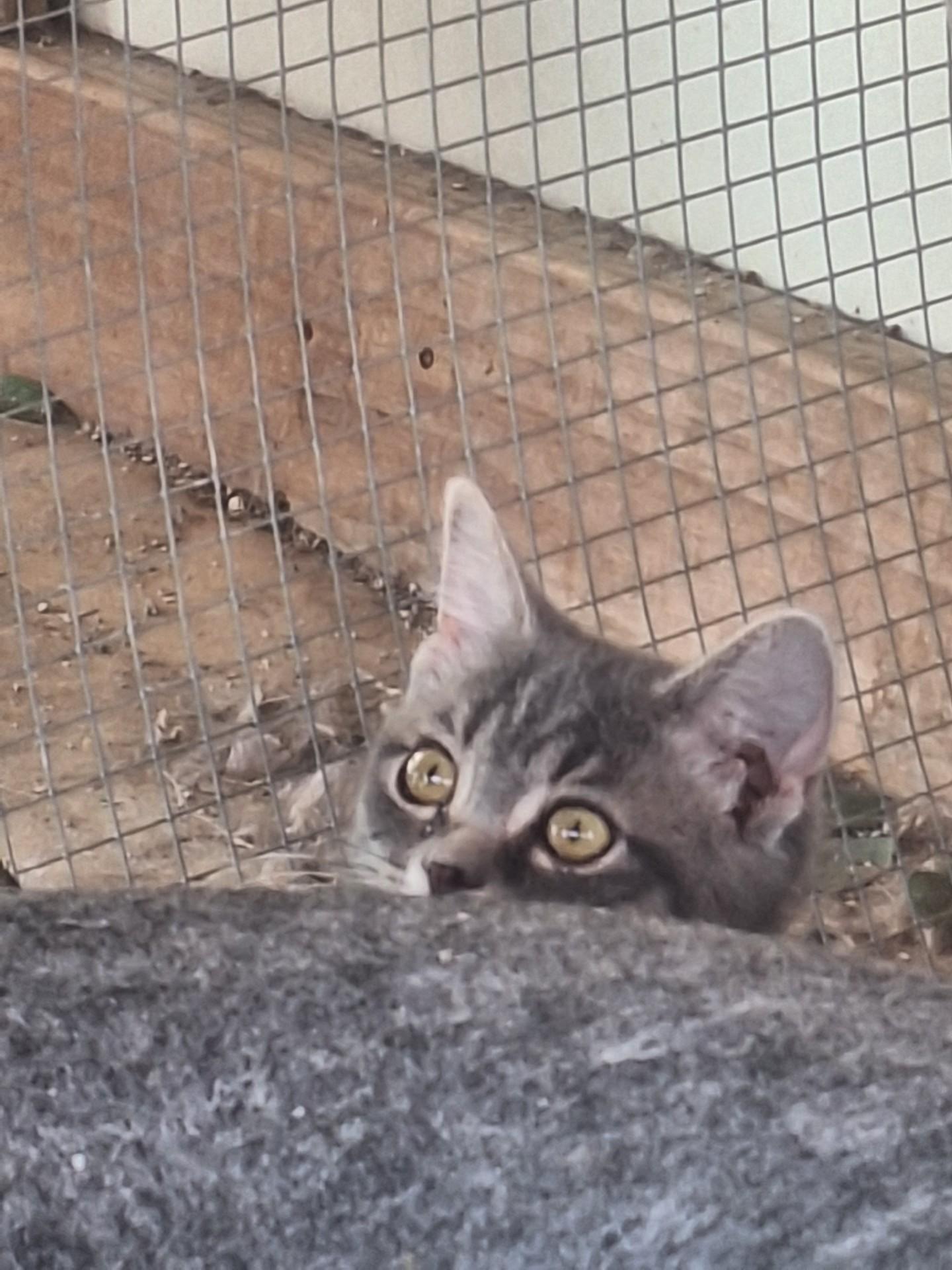 Thumbelina, an adopted Domestic Short Hair in Chappell, NE image 3/3