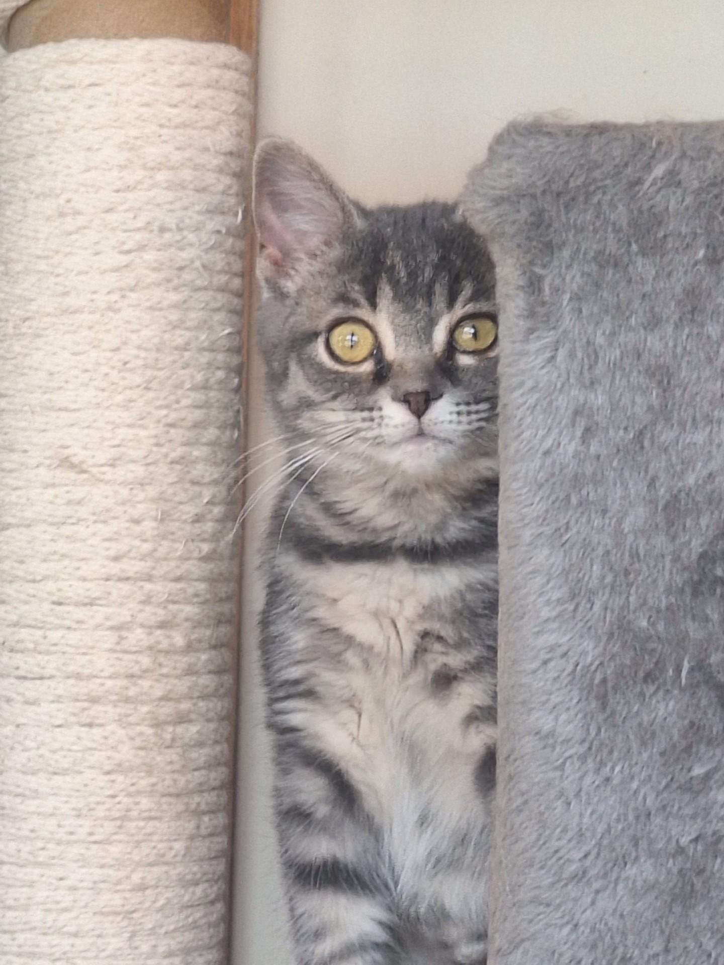 Thumbelina, an adopted Domestic Short Hair in Chappell, NE image 2/3