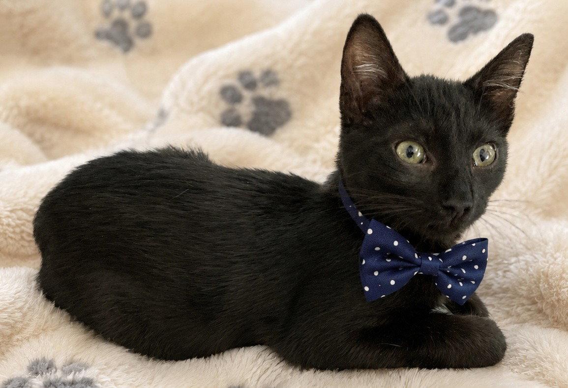 Jeremy, Adoptable, Kitten Male Domestic Short Hair.