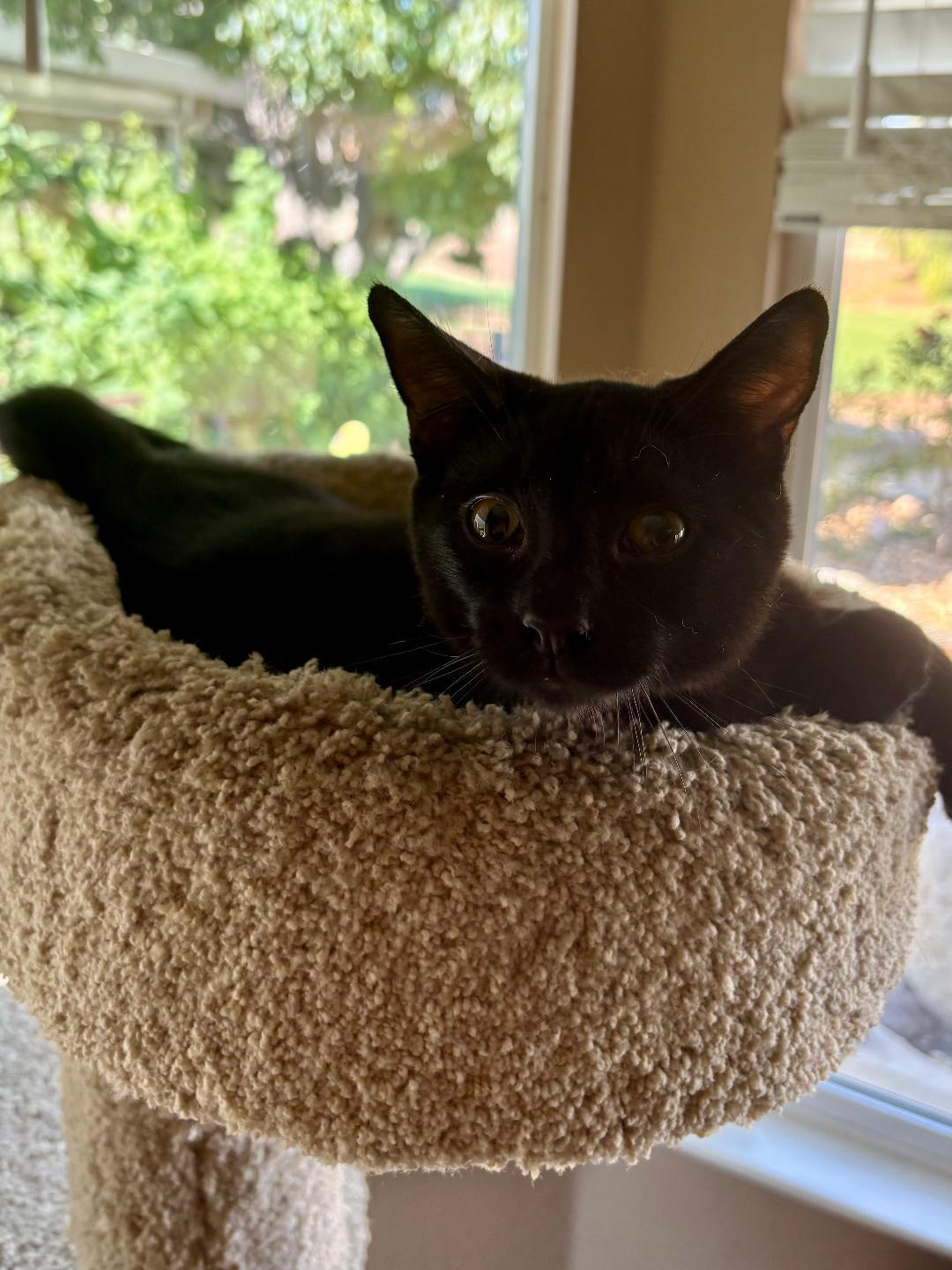 Enlarge Jeremy, a Adoptable Domestic Short Hair in Antioch, CA image 2/2