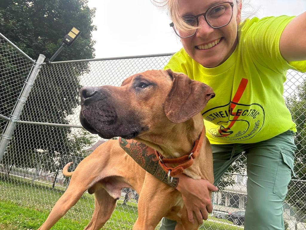 Scooby, Adoptable, Adult Male Great Dane.