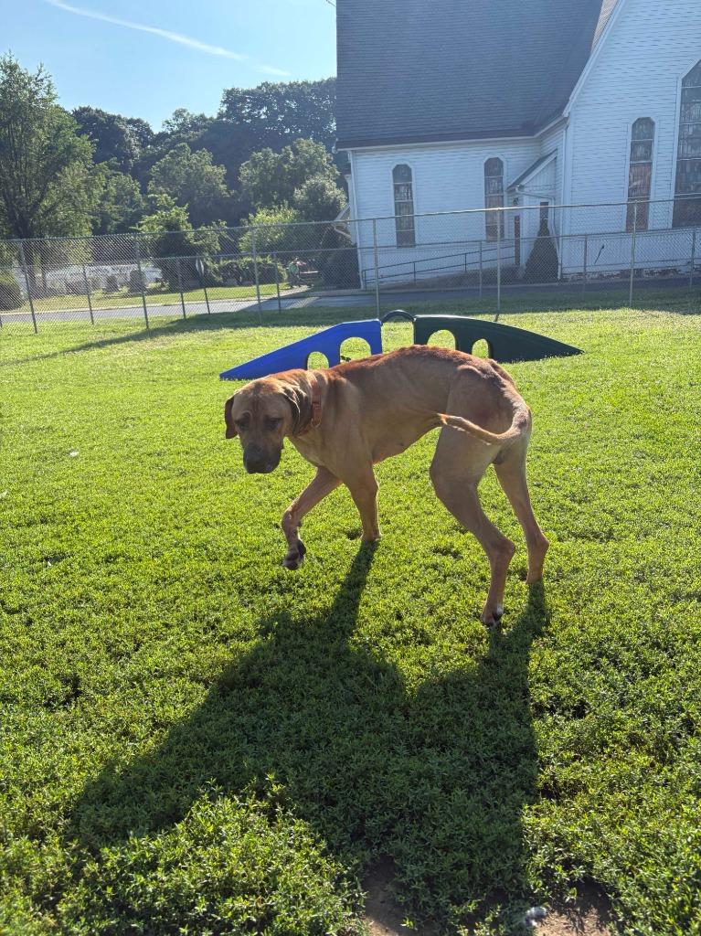 Enlarge Scooby, a Adoptable Great Dane in New Kensington, PA image 3/6