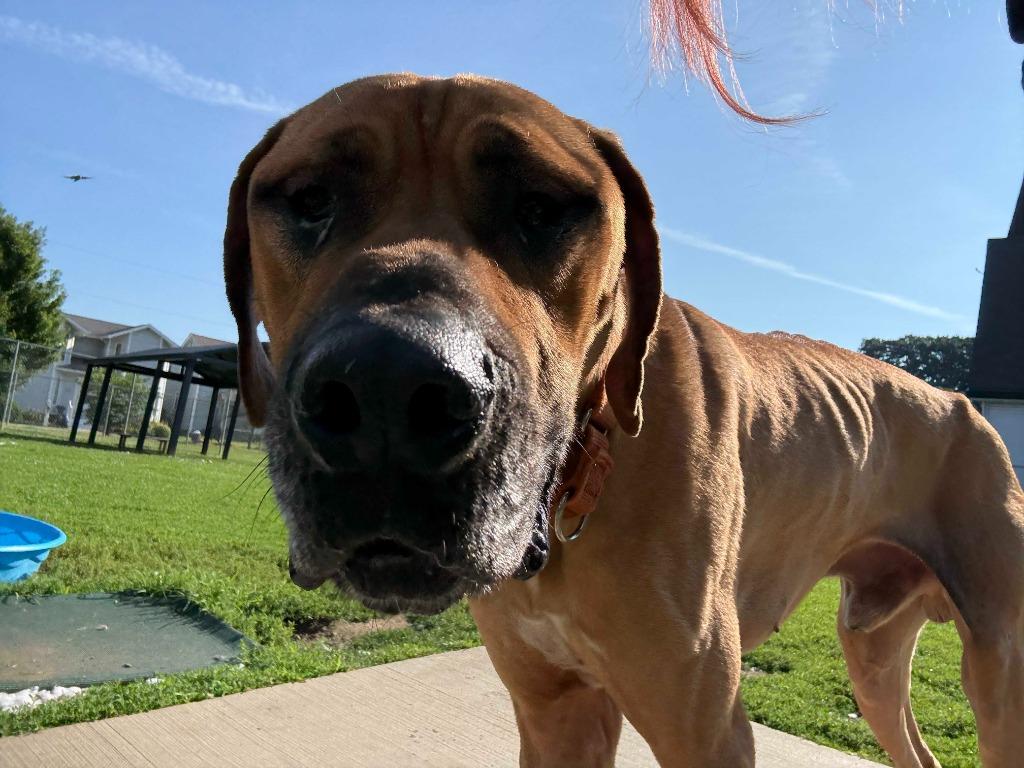Enlarge Scooby, a Adoptable Great Dane in New Kensington, PA image 4/6